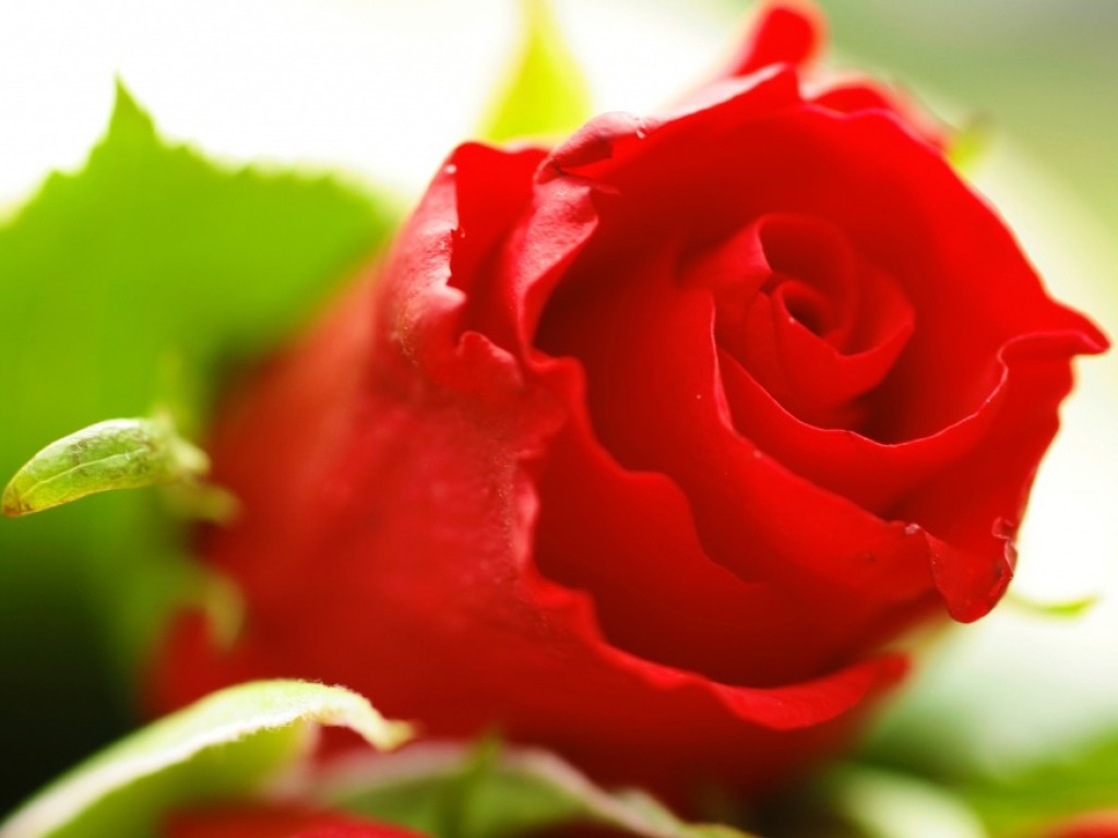 Veldkant - 33 - - 3 - 2550
