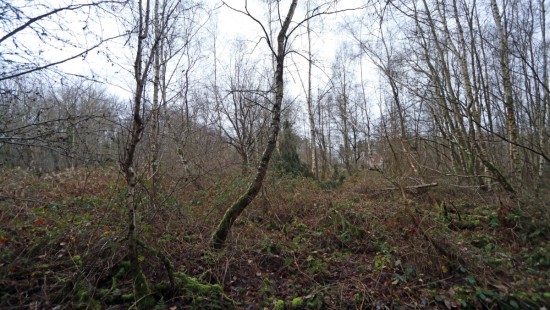 De heide - X - - 3201